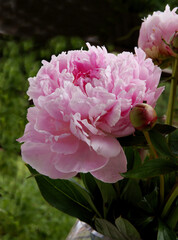 pink,fragrant flowers of peony from my garden