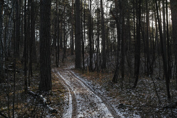 Traces of a car on an abandoned forest road powdered with the first snow.
