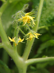 tomato plant and yellow flowers close up