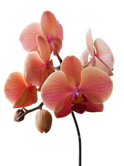Fototapeta na wymiar orchid Phalaenopsis with brown flowers isolated close up