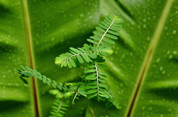 Macro image of leaves