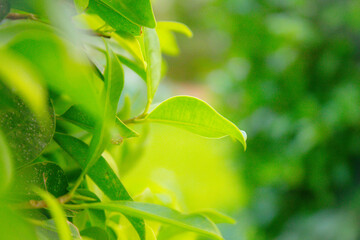Green leaves with sunlight shining Beautiful blur background