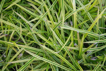 Spiky leaf background