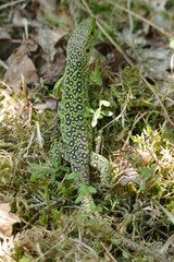 Lacerta lepida - Green Lizard of Iberian Peninsula, wild animal in eucalyptus forest near the city of Padron, Spain, Galicia