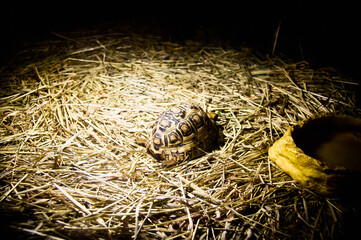 leopard turtle in the house