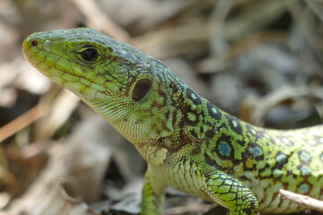 Lacerta lepida - Green Lizard of Iberian Peninsula, wild animal in eucalyptus forest near the city of Padron, Spain, Galicia