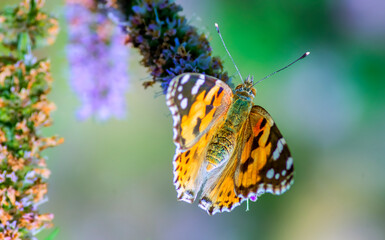 Tortoiseshell (Aglais urticae) is a colorful butterfly belonging to the family Nymphalidae
