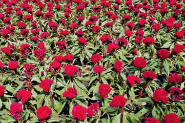 red flowers