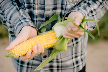 Corn in hands, maize in hands, hands peeling off corn. Big Maize in hand. Hand holding maize corncob