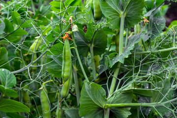pods of young green peas in a field