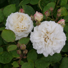 white WINCHESTER CATHEDRAL rose