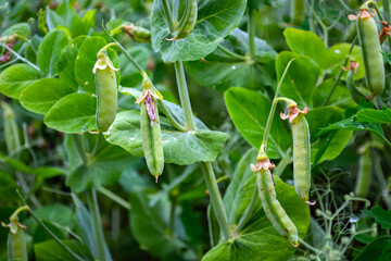 pods of young green peas in a field