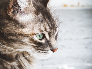 Closeup photo of the muzzle of a fluffy gray tabby cat with green eyes
