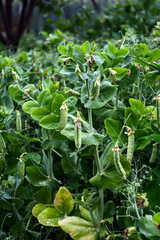 pods of young green peas in a field