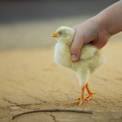 Closeup one beautiful little yellow chicken in a child's hand on a summer day, kid's rest in the village