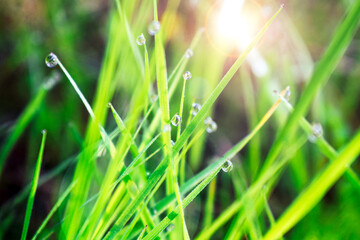 Dew on grass. Grass and water drops.