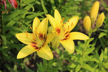 Two flowers with its petals are bright yellow and the dark red spots around the core.