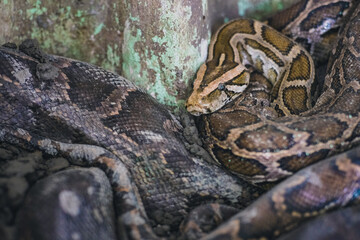 Snake in temple in Dala near Yangon, Myanmar