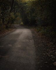 Obraz premium road in the woods