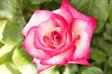 Beautiful blooming rose. Pink rose in the garden.