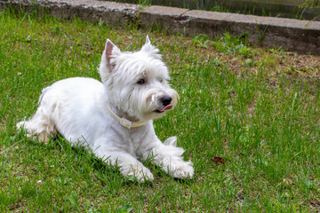 Naklejka na ściany i meble West highland white Terrier on the green grass.