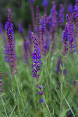 Close-up of purple flowers in the garden