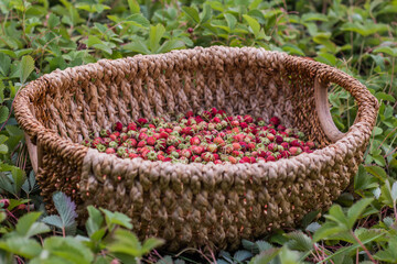 Ripe delicious wild strawberries in a wicker basket