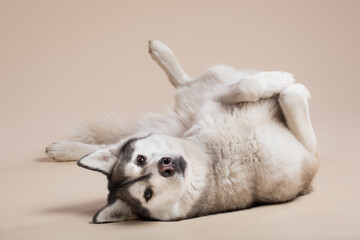 isolated siberian husky dog lying upside down on the floor  in the studio on a beige brown...