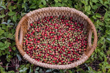 Ripe delicious wild strawberries in a wicker basket