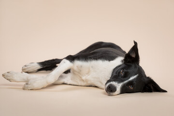 isolated black and white border collie lying down on her side looking at the camera on the floor in the studio on a beige light brown background paper