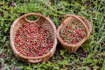 Ripe delicious wild strawberries in a wicker basket