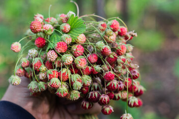 A bouquet of fresh wild strawberries in hand