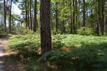 fern more fern