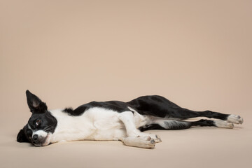 isolated black and white border collie lying down on her side on the floor in the studio on a beige light brown background paper