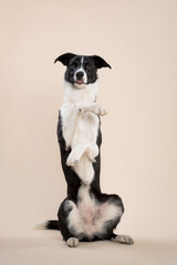 isolated black and white border collie sitting pretty with her tongue out in the studio on a beige light brown background paper