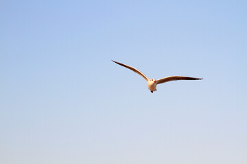 seagull flying in the sky