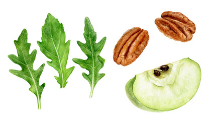Green apple slice arugula pecan watercolor illustration isolated on white background