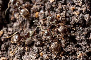 Ants crawl on the ground.