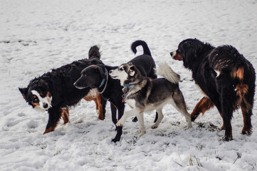 Fototapeta na wymiar dog pack in snow