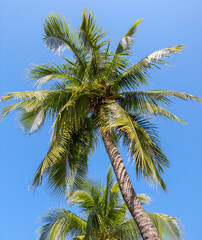 Fototapeta premium Large green branches on coconut trees against the sky