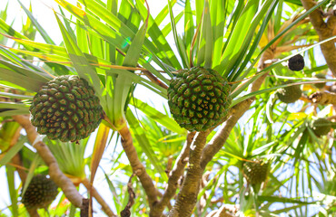 Jack fruit grows on a tree.