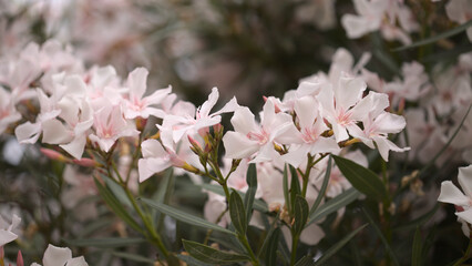 Pale pink flowering oleander background