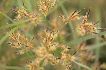 Macro floral background with sedge grasses 