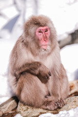 Snow monkeys, which seem to be the oldest in the group, looking at tourists, Jigokudani Monkey Park in Japan.
