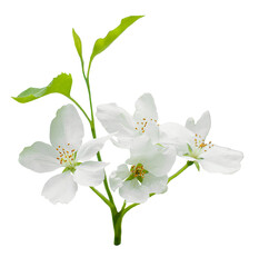 branch of apple tree. white flower.