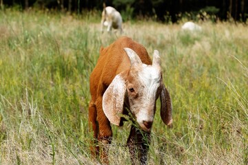 Obraz premium Goat Pthrava Autumn Summer Eats a Baby Goat