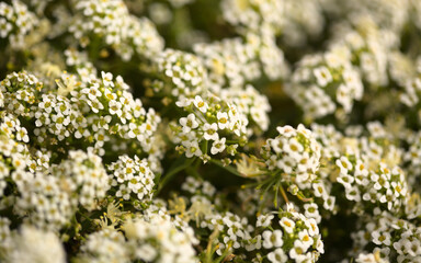 Background with flowering white Lobularia maritima, sweet alison
