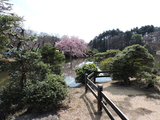 Cherry Blossom on Lake