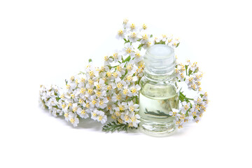Obraz na płótnie Canvas Bottle of yarrow essential oil with fresh yarrow flowers