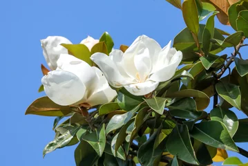 Fototapeten Magnolie A large white magnolia flower on tree branches  © schankz